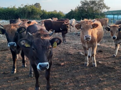 Veterinarski prijepor na Udbini Veterinarski prijepor na Udbini