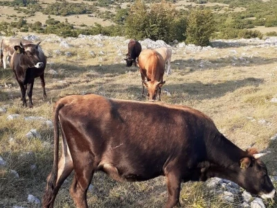 Veterinarski prijepor na Udbini
