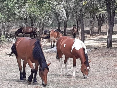 Veterinarski prijepor na Udbini