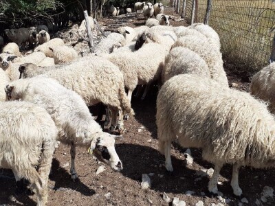 Veterinarski prijepor na Udbini Veterinarski prijepor na Udbini