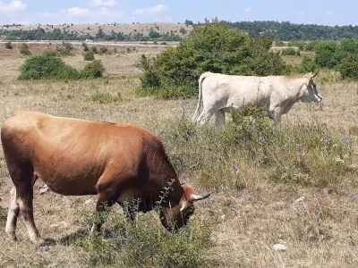 Veterinarski prijepor na Udbini
