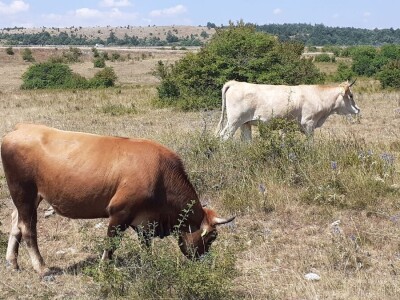 Veterinarski prijepor na Udbini Veterinarski prijepor na Udbini