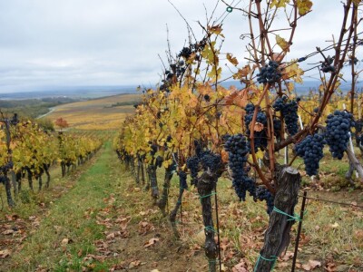 Vetovo vinogradi Vetovo vinogradi