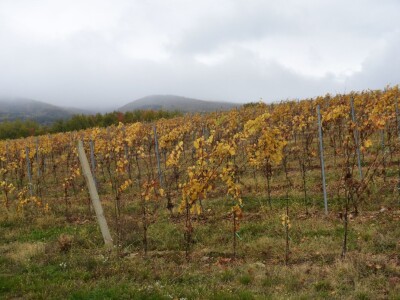 Vetovo vinogradi Vetovo vinogradi