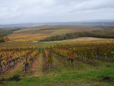 Vetovo vinogradi Vetovo vinogradi