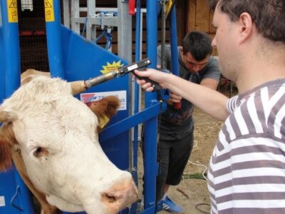 Brinu i o farmi krava