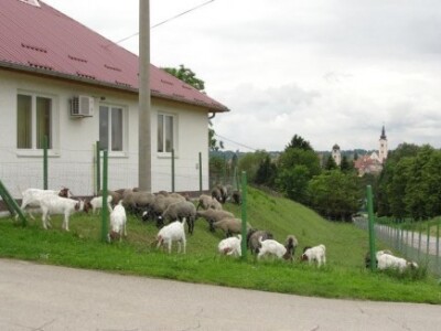 Ovčarski i kozarski praktikum