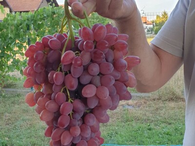 Vinova loza je novi hit na sjeveroistoku Bosne - hibridne sorte "pobijedile" klimu