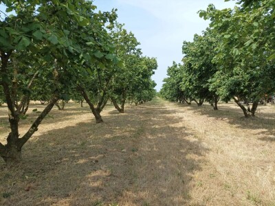 PZ Naš lješnjak pronašla kupca PZ Naš lješnjak pronašla kupca