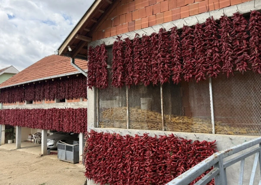 Su&scaron;enje paprike