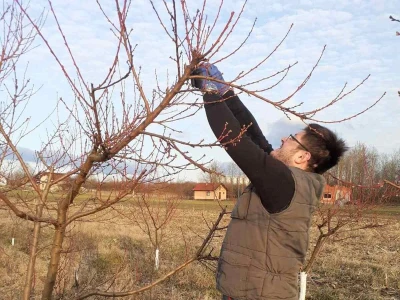 Agronom Živkovic