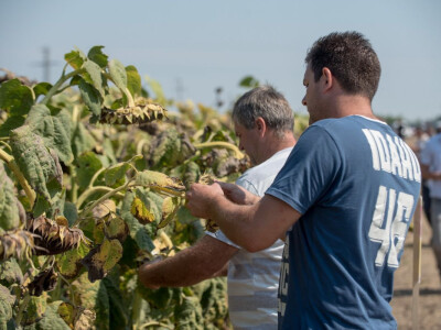 Victoria Logistic Dan polja suncokreta