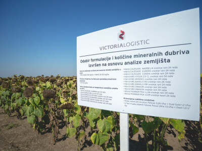 Victoria Logistic Dan polja suncokreta