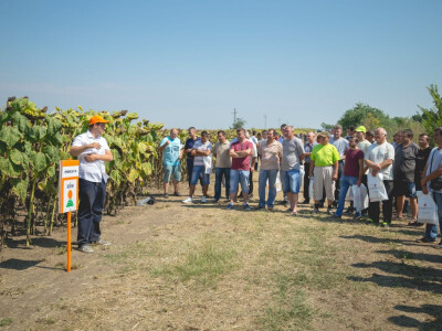 Victoria Logistic Dan polja suncokreta