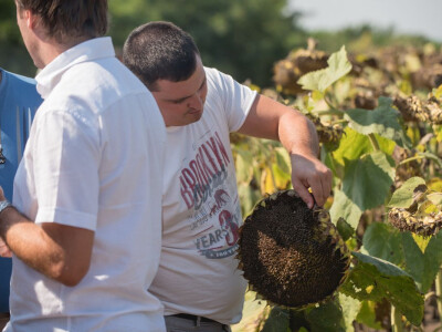 Victoria Logistic Dan polja suncokreta