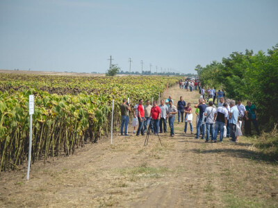 Victoria Logistic Dan polja suncokreta