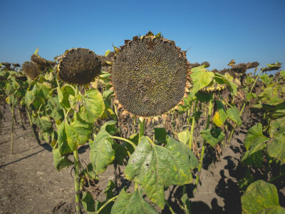 Victoria Logistic Dan polja suncokreta