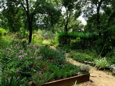 Victoria - ponos vlasnika Vrtlarije Kalići Davora Cetine