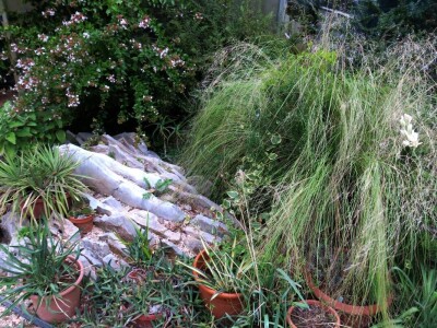 Victoria - ponos vlasnika Vrtlarije Kalići Davora Cetine