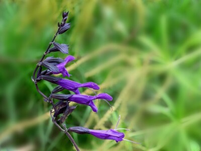 Victoria - ponos vlasnika Vrtlarije Kalići Davora Cetine