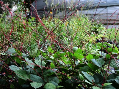 Victoria - ponos vlasnika Vrtlarije Kalići Davora Cetine