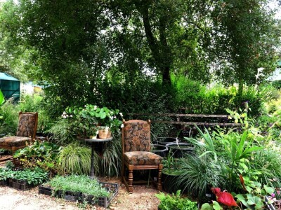 Victoria - ponos vlasnika Vrtlarije Kalići Davora Cetine