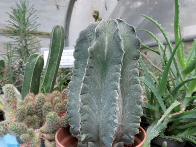 Victoria - ponos vlasnika Vrtlarije Kalići Davora Cetine