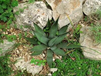 Victoria - ponos vlasnika Vrtlarije Kalići Davora Cetine