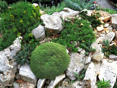 Victoria - ponos vlasnika Vrtlarije Kalići Davora Cetine