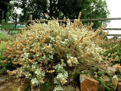 Victoria - ponos vlasnika Vrtlarije Kalići Davora Cetine