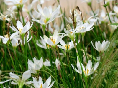 Victoria - ponos vlasnika Vrtlarije Kalići Davora Cetine