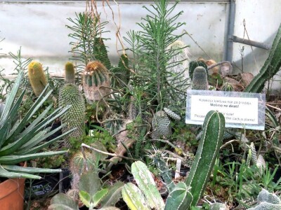 Victoria - ponos vlasnika Vrtlarije Kalići Davora Cetine