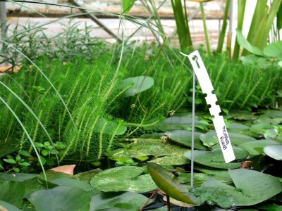 Victoria - ponos vlasnika Vrtlarije Kalići Davora Cetine