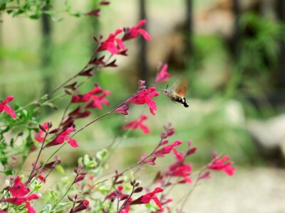 Victoria - ponos vlasnika Vrtlarije Kalići Davora Cetine