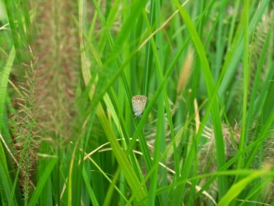 Victoria - ponos vlasnika Vrtlarije Kalići Davora Cetine