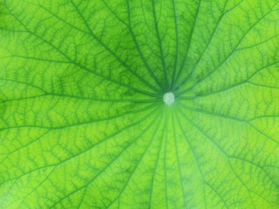 Victoria - ponos vlasnika Vrtlarije Kalići Davora Cetine