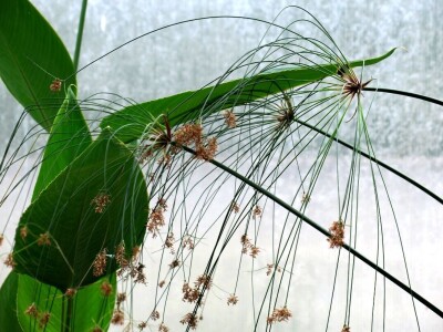 Victoria - ponos vlasnika Vrtlarije Kalići Davora Cetine