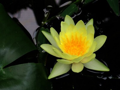 Victoria - ponos vlasnika Vrtlarije Kalići Davora Cetine