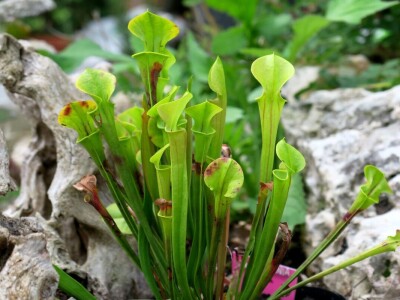 Victoria - ponos vlasnika Vrtlarije Kalići Davora Cetine