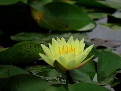 Victoria - ponos vlasnika Vrtlarije Kalići Davora Cetine