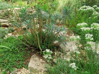 Victoria - ponos vlasnika Vrtlarije Kalići Davora Cetine