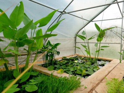 Victoria - ponos vlasnika Vrtlarije Kalići Davora Cetine