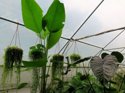 Victoria - ponos vlasnika Vrtlarije Kalići Davora Cetine