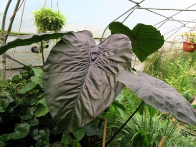 Victoria - ponos vlasnika Vrtlarije Kalići Davora Cetine