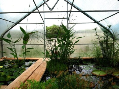 Victoria - ponos vlasnika Vrtlarije Kalići Davora Cetine