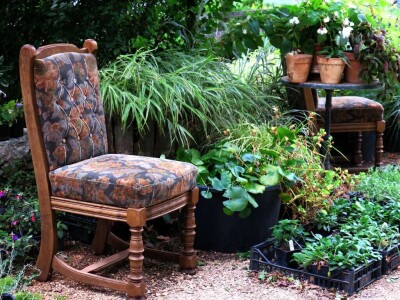 Victoria - ponos vlasnika Vrtlarije Kalići Davora Cetine