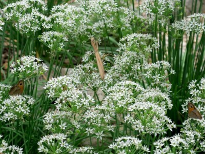 Victoria - ponos vlasnika Vrtlarije Kalići Davora Cetine