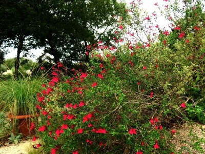 Victoria - ponos vlasnika Vrtlarije Kalići Davora Cetine