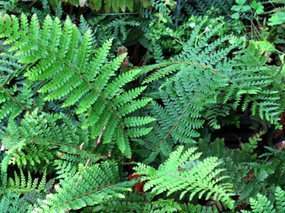 Victoria - ponos vlasnika Vrtlarije Kalići Davora Cetine