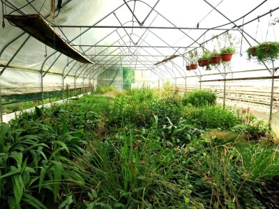 Victoria - ponos vlasnika Vrtlarije Kalići Davora Cetine